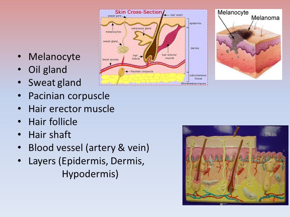 Melanocyte Oil gland Sweat gland Pacinian corpuscle Hair erector muscle Hair follicle Hair shaft Blood vessel (artery & vein) Layers (Epidermis, Dermis, Hypodermis)
