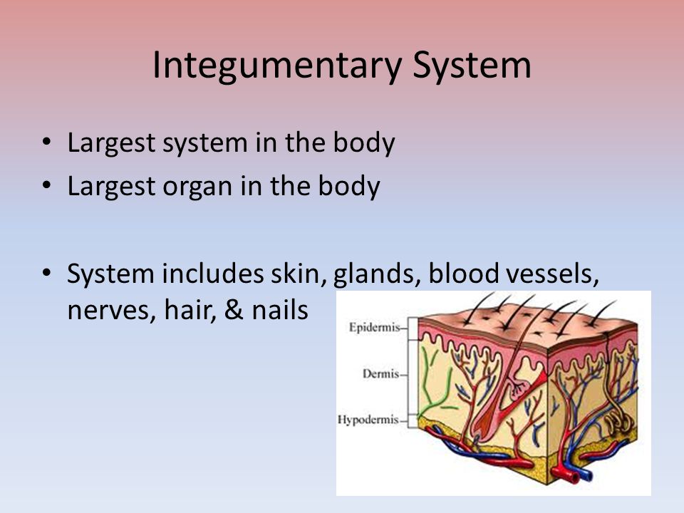 Largest system in the body Largest organ in the body System includes skin, glands, blood vessels, nerves, hair, & nails