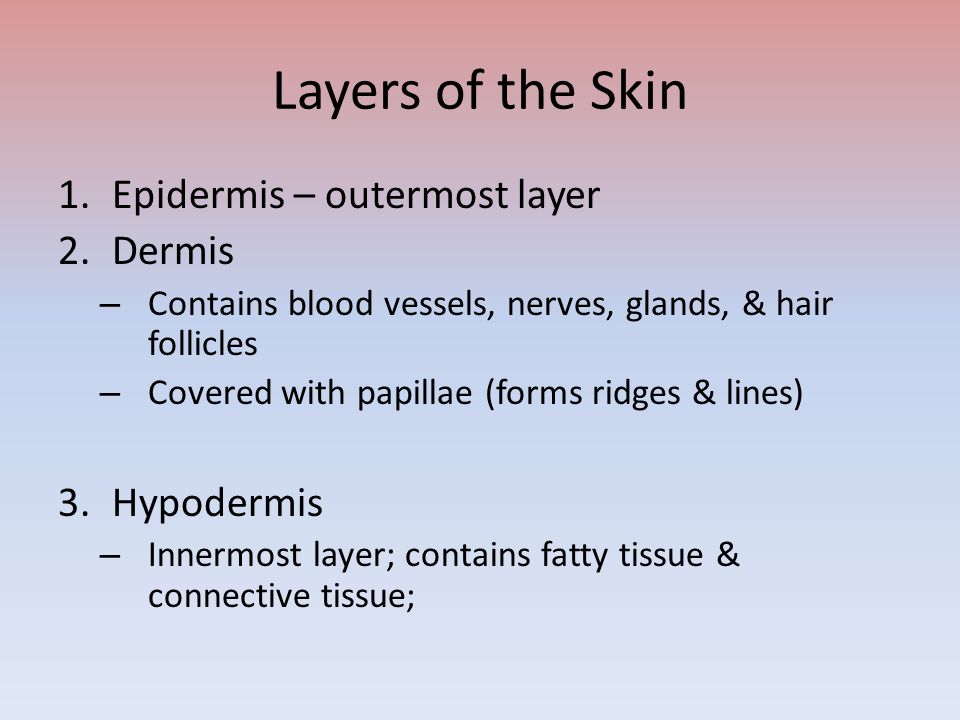 Layers of the Skin 1.Epidermis – outermost layer 2.Dermis – Contains blood vessels, nerves, glands, & hair follicles – Covered with papillae (forms ridges & lines) 3.Hypodermis – Innermost layer; contains fatty tissue & connective tissue;