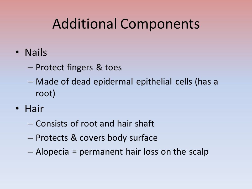 Additional Components Nails – Protect fingers & toes – Made of dead epidermal epithelial cells (has a root) Hair – Consists of root and hair shaft – Protects & covers body surface – Alopecia = permanent hair loss on the scalp