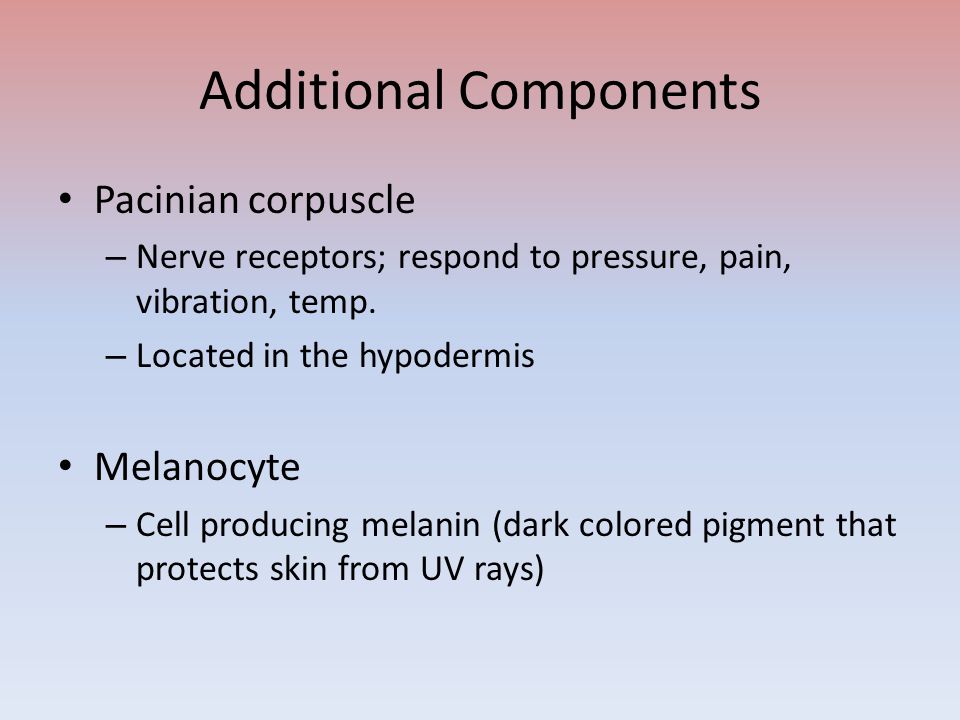 Additional Components Pacinian corpuscle – Nerve receptors; respond to pressure, pain, vibration, temp.