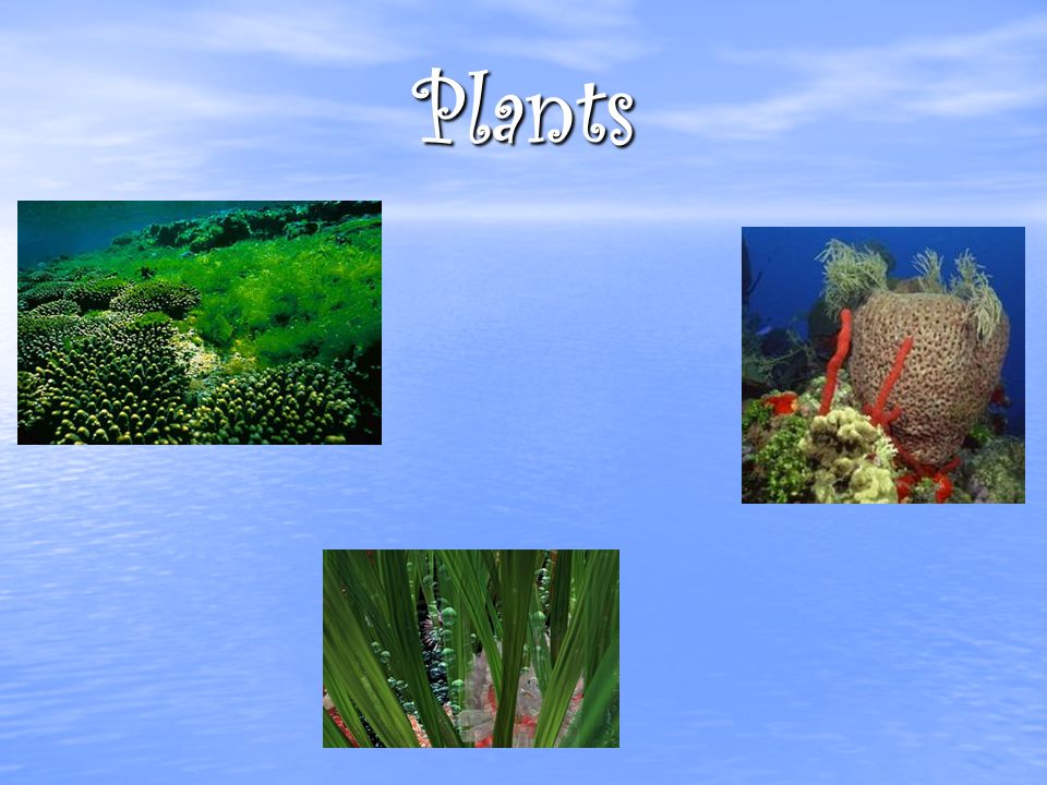 Plants Marine plants live in the euphotic zone of the ocean because they need energy from the sun for photosynthesis.