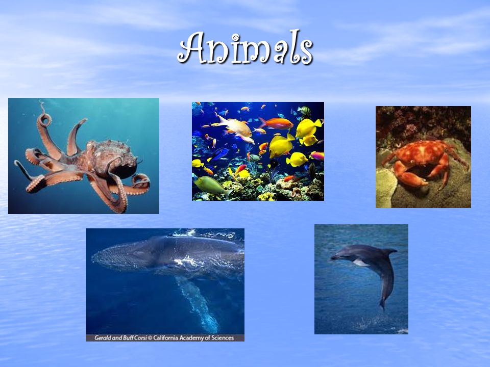 Animals Mollusks, fish, whales, crustaceans, bacteria, fungi, sea anemones.