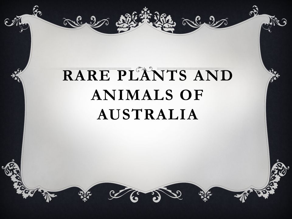 australia boast of many endemic plants and animals Animals of australia australian plants and animals according to the australian department of the environment's endangered australian animals list many. australia boast of many endemic plants and animals Animals of australia australian plants and animals according to the australian department of the environment's endangered australian animals list many.
