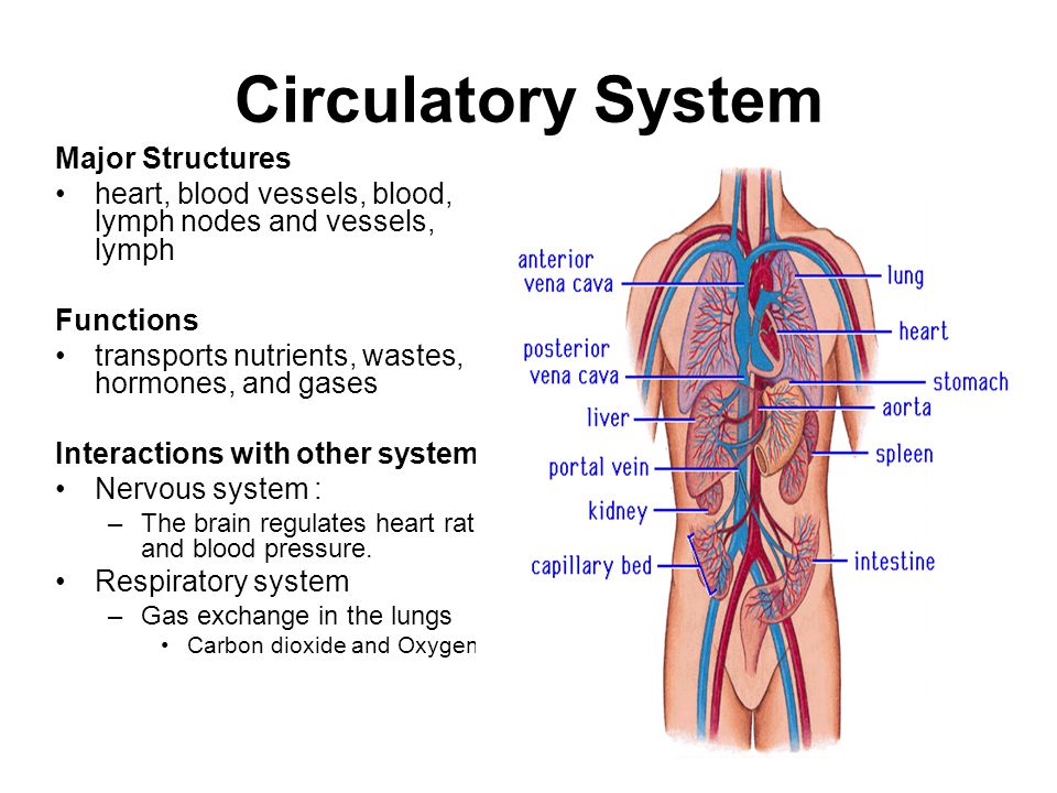 an analysis of circulatory system cardiac location and structures in human body an analysis of circulatory system cardiac location and structures in human body