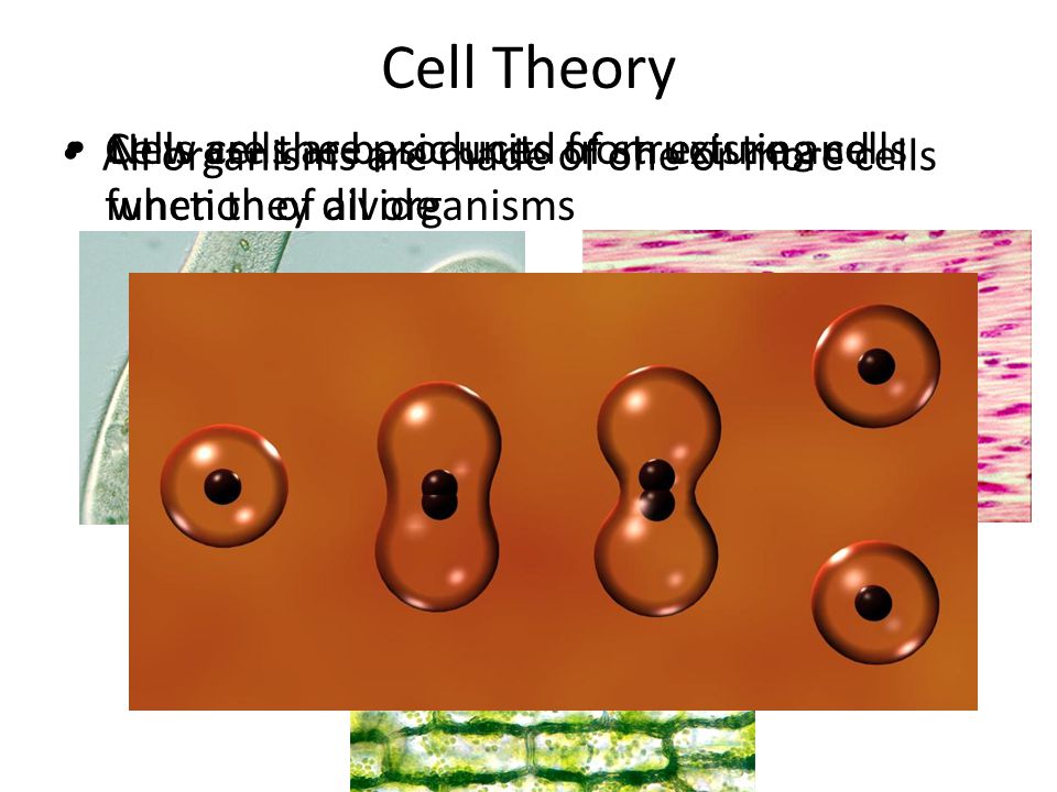 Cell Theory All organisms are made of one or more cells Cells are the basic units of structure and function of all organisms New cells are produced from existing cells when they divide
