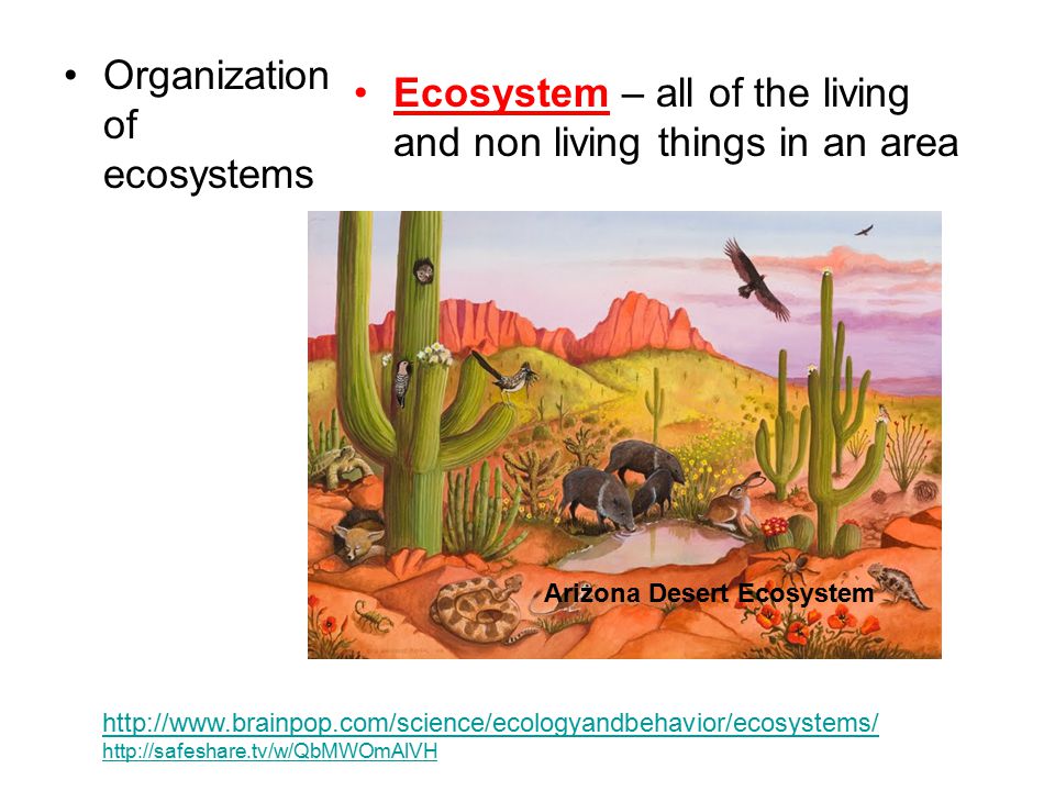 Organization of ecosystems Ecosystem – all of the living and non living things in an area Arizona Desert Ecosystem