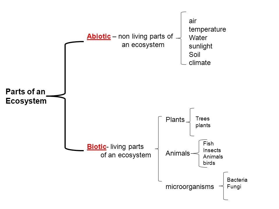 Parts of an Ecosystem Biotic- living parts of an ecosystem Abiotic – non living parts of an ecosystem air temperature Water sunlight Soil climate Plants Animals microorganisms Trees plants Fish Insects Animals birds Bacteria Fungi