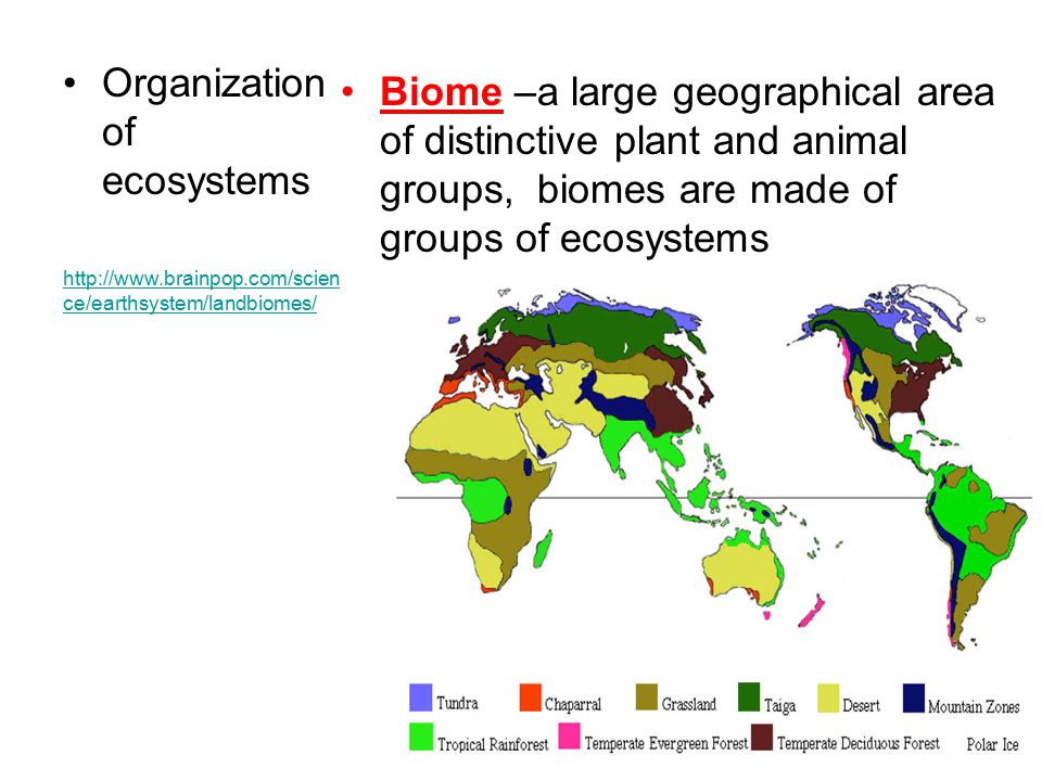 Organization of ecosystems Biome –a large geographical area of distinctive plant and animal groups, biomes are made of groups of ecosystems   ce/earthsystem/landbiomes/