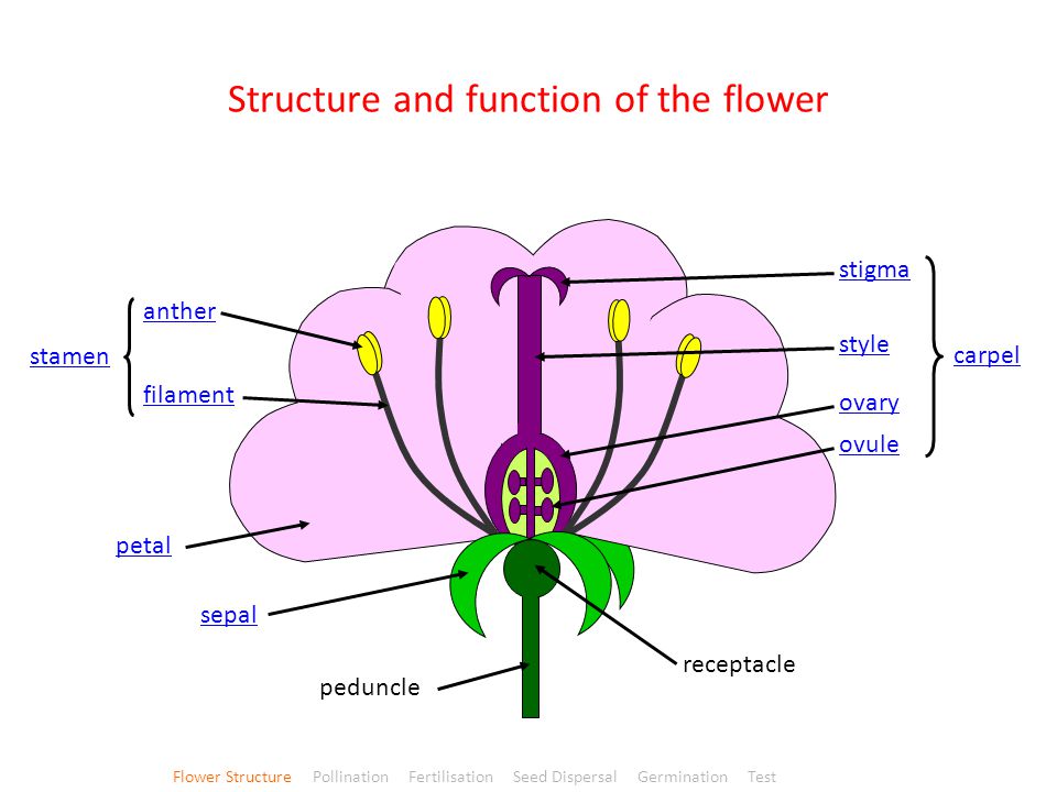 Plant Reproduction: Pollination and germination LO: to explain pollination and reproduction - To make model pollen TASK: Copy and label this diagram in your books Flowering open video