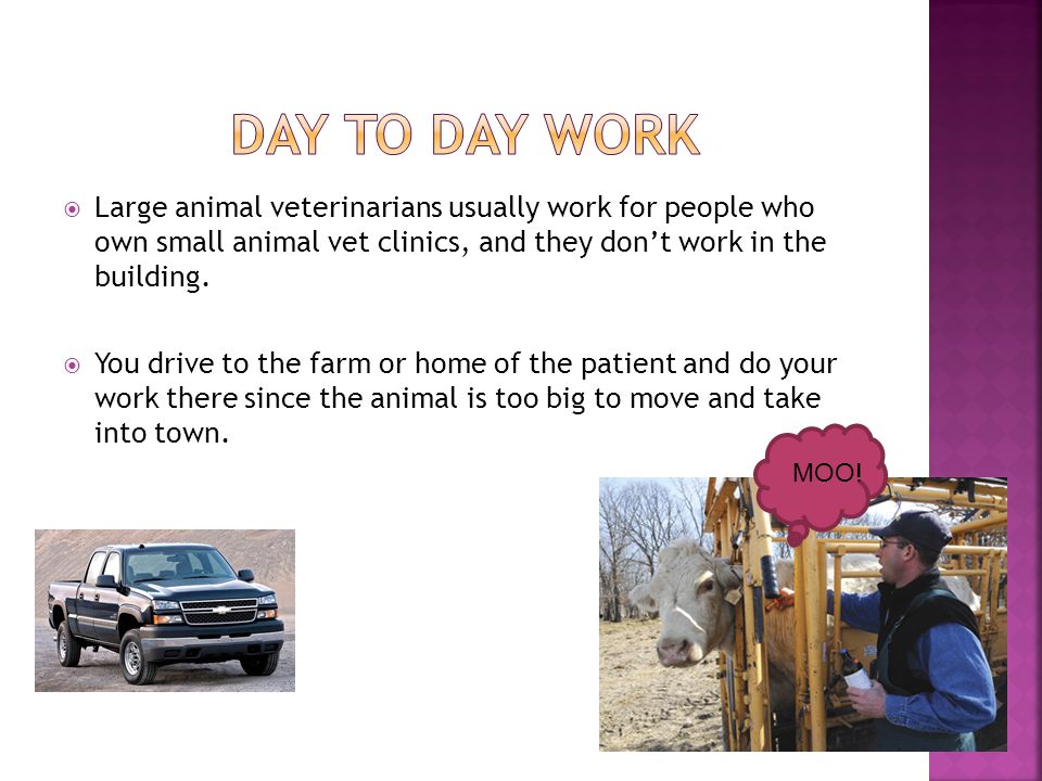  Large animal veterinarians usually work for people who own small animal vet clinics, and they don’t work in the building.