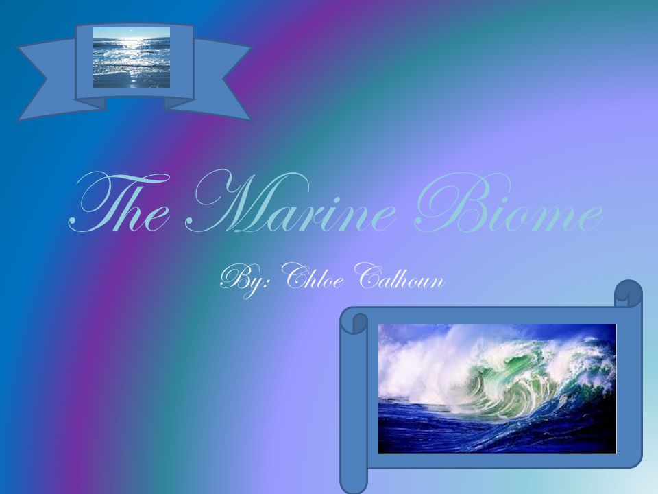 The Marine Biome By: Chloe Calhoun