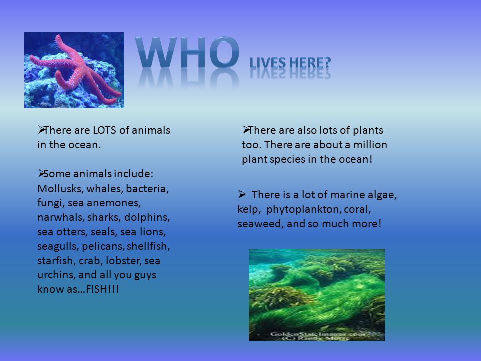  There are LOTS of animals in the ocean.