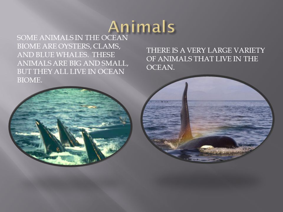 THERE ARE A LOT OF ANIMALS IN THE OCEAN BIOME. THERE ARE MAMMALS THE OCEAN BIOME.