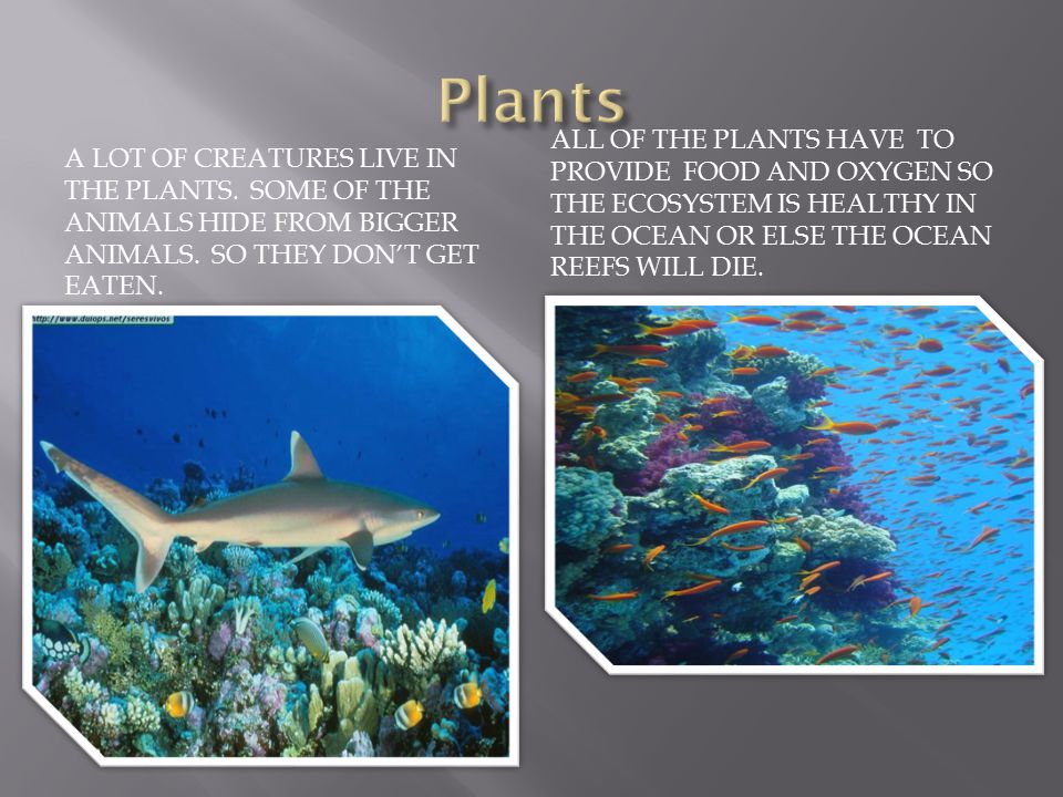 THERE ARE PLANTS ALL AROUND THE OCEAN BIOME. THEY NEED WATER TO SURVIVE.