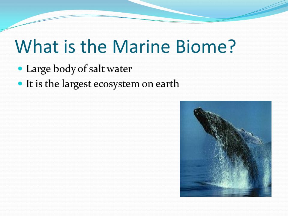What is the Marine Biome Large body of salt water It is the largest ecosystem on earth