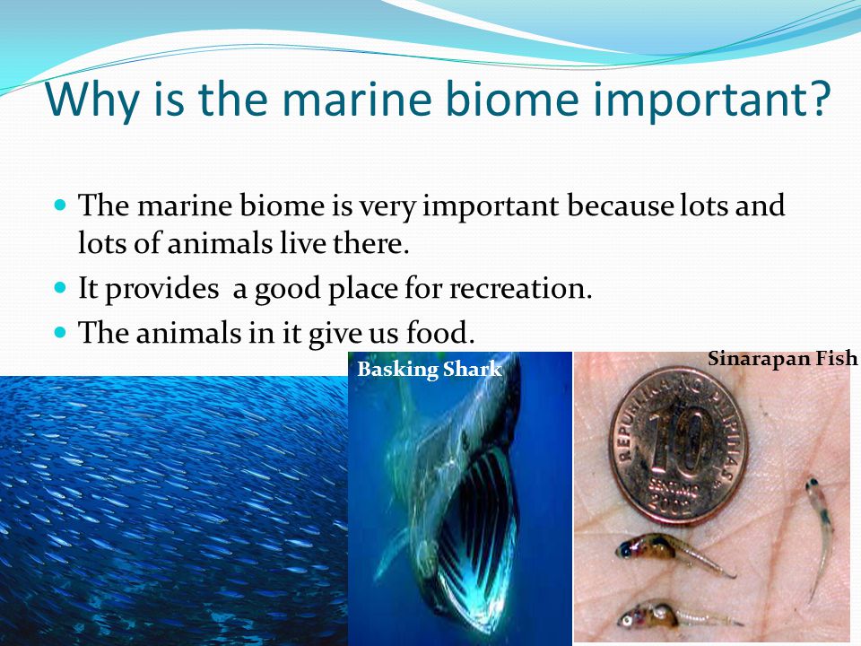 Why is the marine biome important.