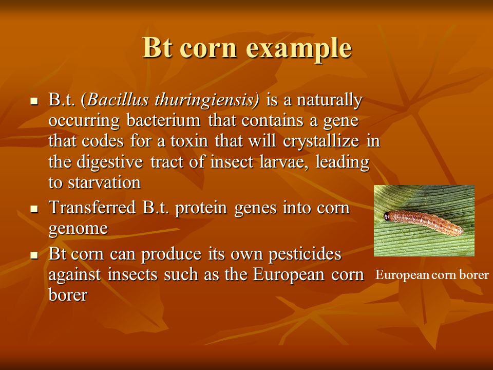 Bt corn example B.t.