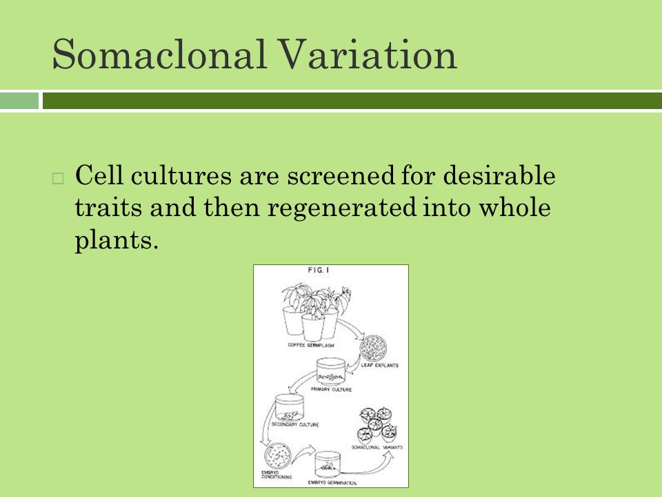 Somaclonal Variation  Cell cultures are screened for desirable traits and then regenerated into whole plants.