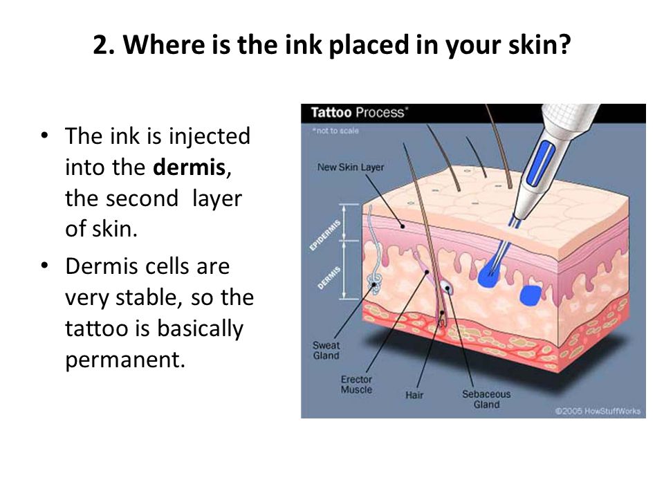 Are tattoos placed on the muscle or between layers of skin?