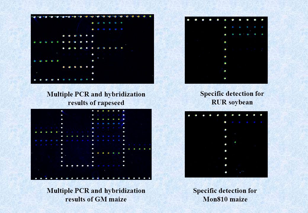 detection of genetically modified maize in Detection and quantification of genetically engineered crops genetically modified organisms (gmos) maize, cotton and canola. detection of genetically modified maize in Detection and quantification of genetically engineered crops genetically modified organisms (gmos) maize, cotton and canola.
