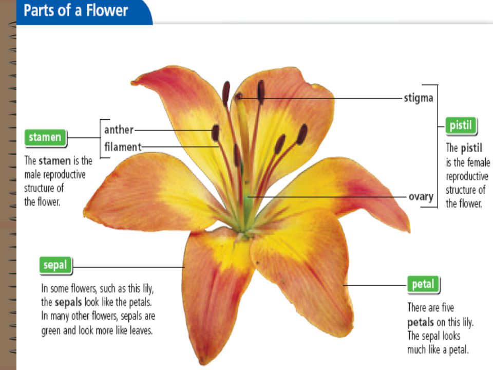 flower and angiosperms Information on the fossil record of angiosperms has expanded dramatically over the past twenty-five years, and in particular the discovery of numerous mesofossil floras with fossil flowers has added a completely new element into the study of angiosperm history. flower and angiosperms Information on the fossil record of angiosperms has expanded dramatically over the past twenty-five years, and in particular the discovery of numerous mesofossil floras with fossil flowers has added a completely new element into the study of angiosperm history.
