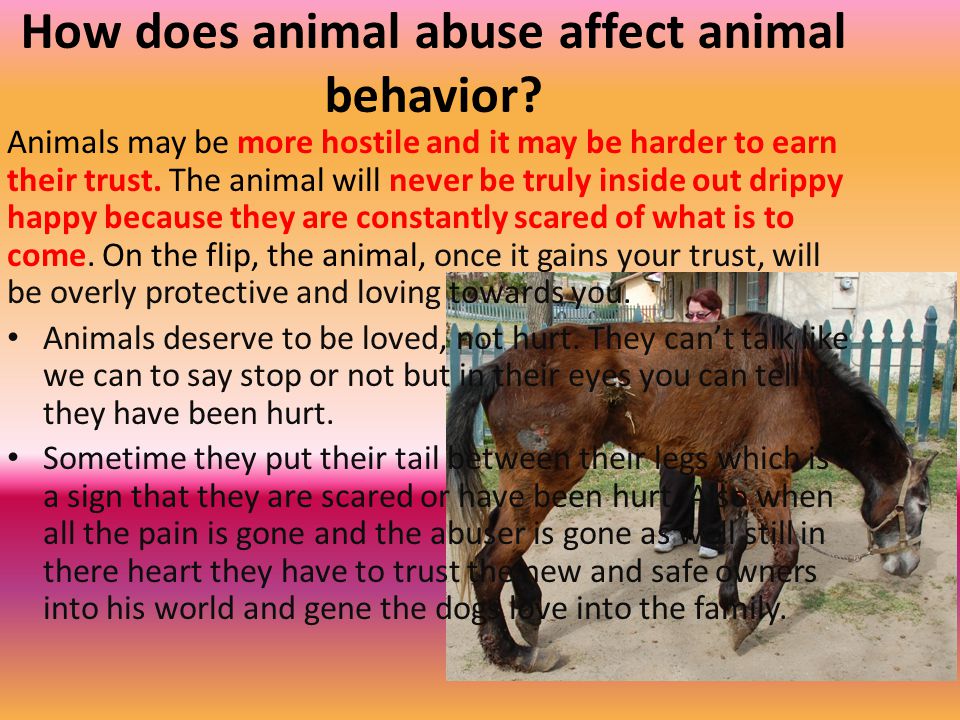 animal behavior essay animal behavior essay