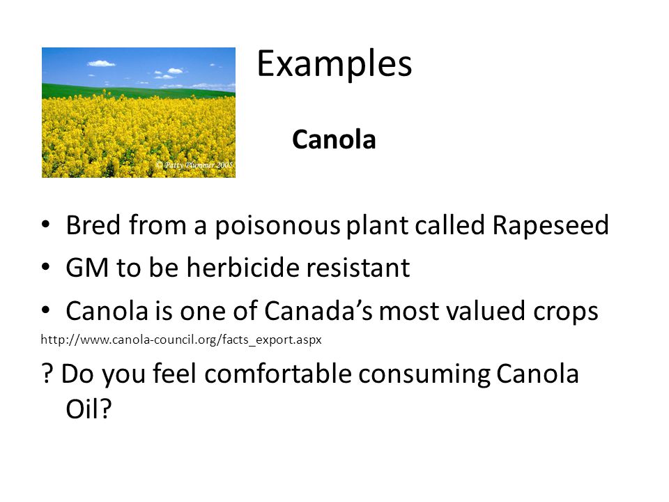 Examples Canola Bred from a poisonous plant called Rapeseed GM to be herbicide resistant Canola is one of Canada’s most valued crops   .