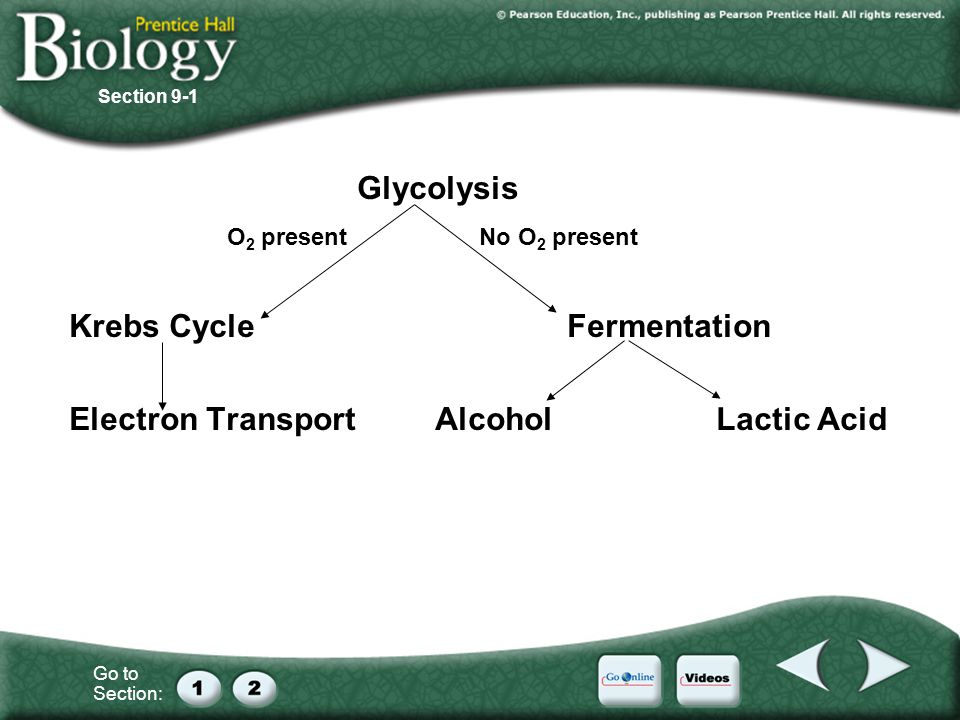 9 3 Fermentation Worksheet Answers Sandropainting Com 05 Pt 29 Atp By The Info Above Biologists Debate How Many Are