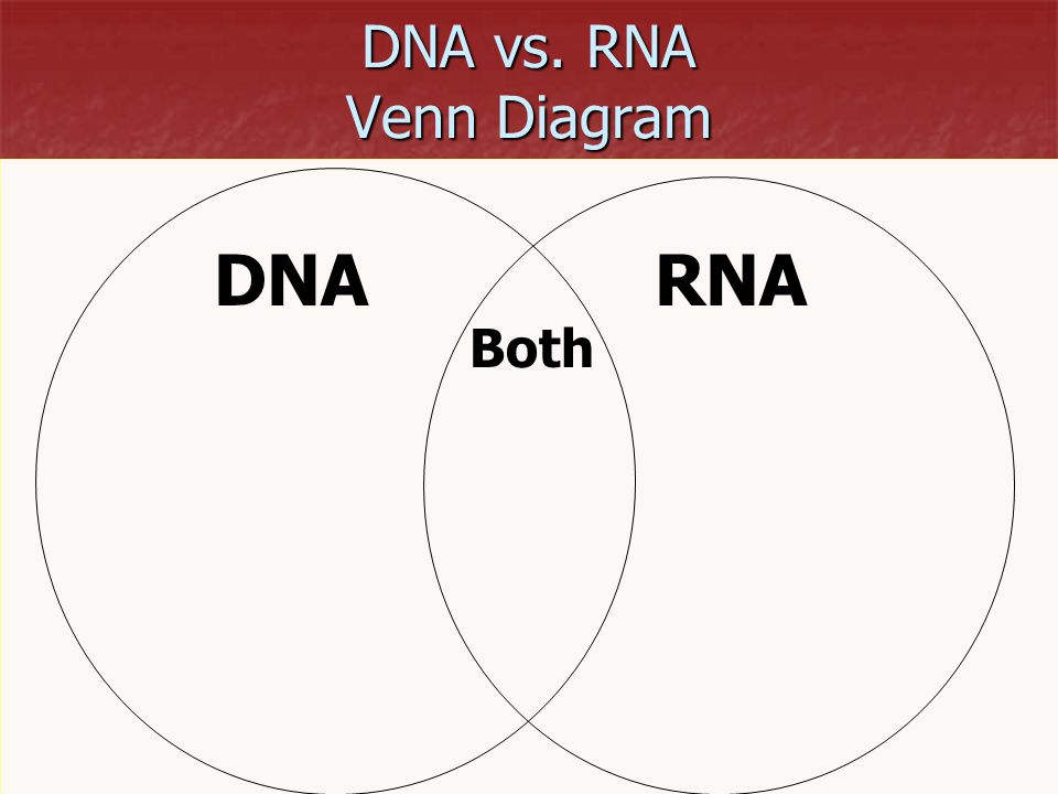 venn diagram dna rna fonder fontanacountryinn com compare dna and rna venn diagram