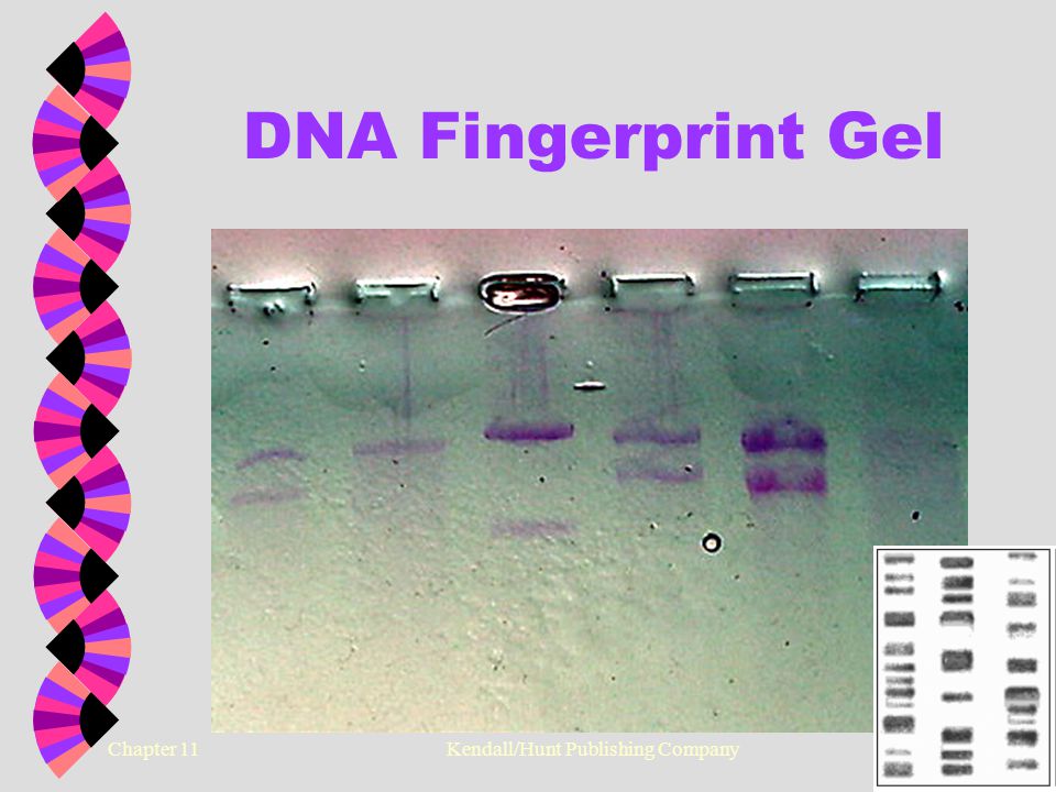 Chapter 11 Kendall/Hunt Publishing Company9 DNA Fingerprint Gel