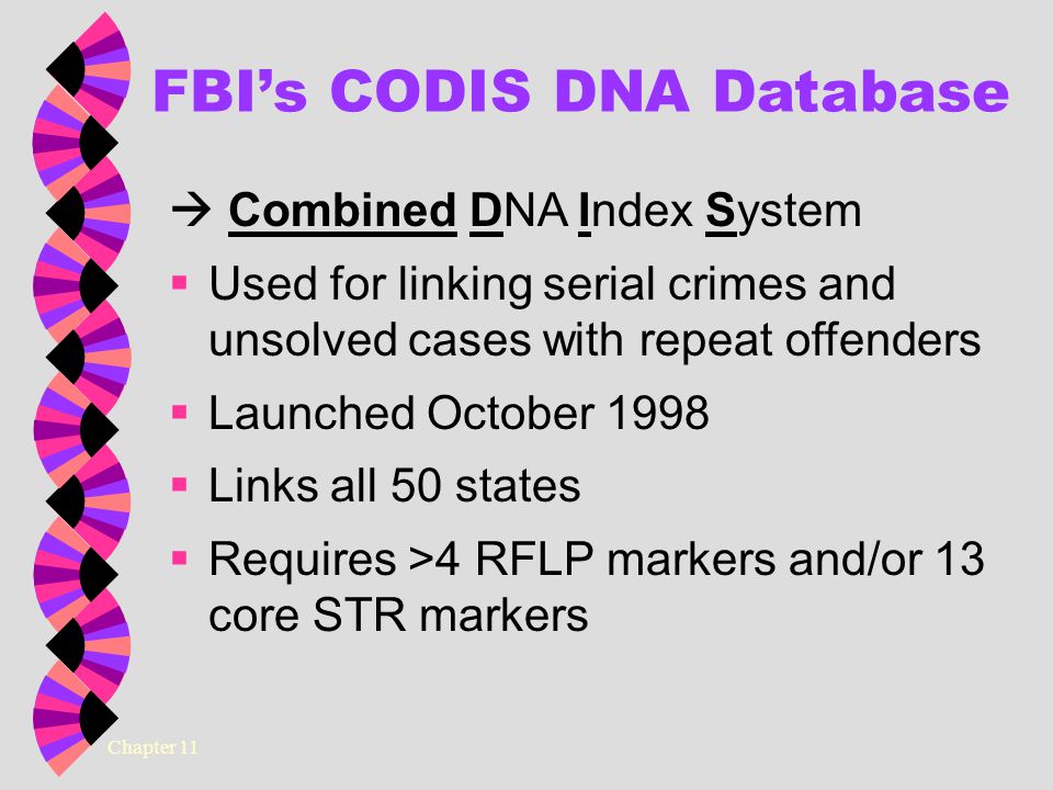 Chapter 11 FBI’s CODIS DNA Database  Combined DNA Index System  Used for linking serial crimes and unsolved cases with repeat offenders  Launched October 1998  Links all 50 states  Requires >4 RFLP markers and/or 13 core STR markers