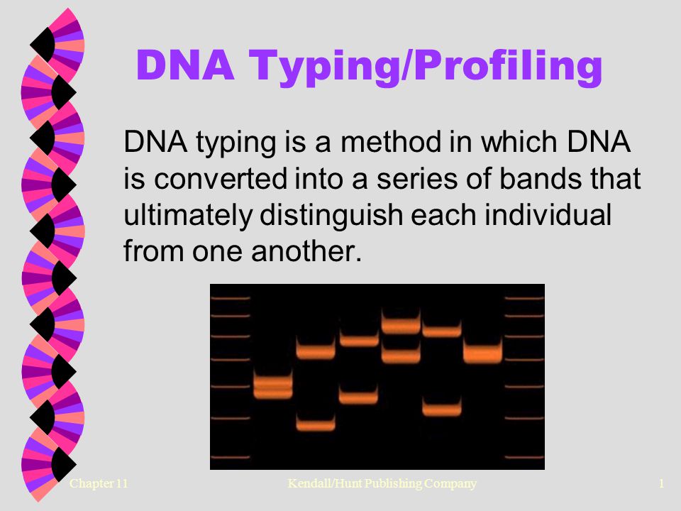 Chapter 11 Kendall/Hunt Publishing Company1 DNA Typing/Profiling DNA typing is a method in which DNA is converted into a series of bands that ultimately distinguish each individual from one another.