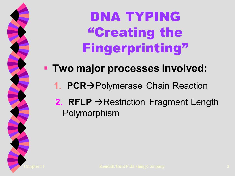 Chapter 11 Kendall/Hunt Publishing Company3 DNA TYPING Creating the Fingerprinting  Two major processes involved: 1.PCR  Polymerase Chain Reaction 2.