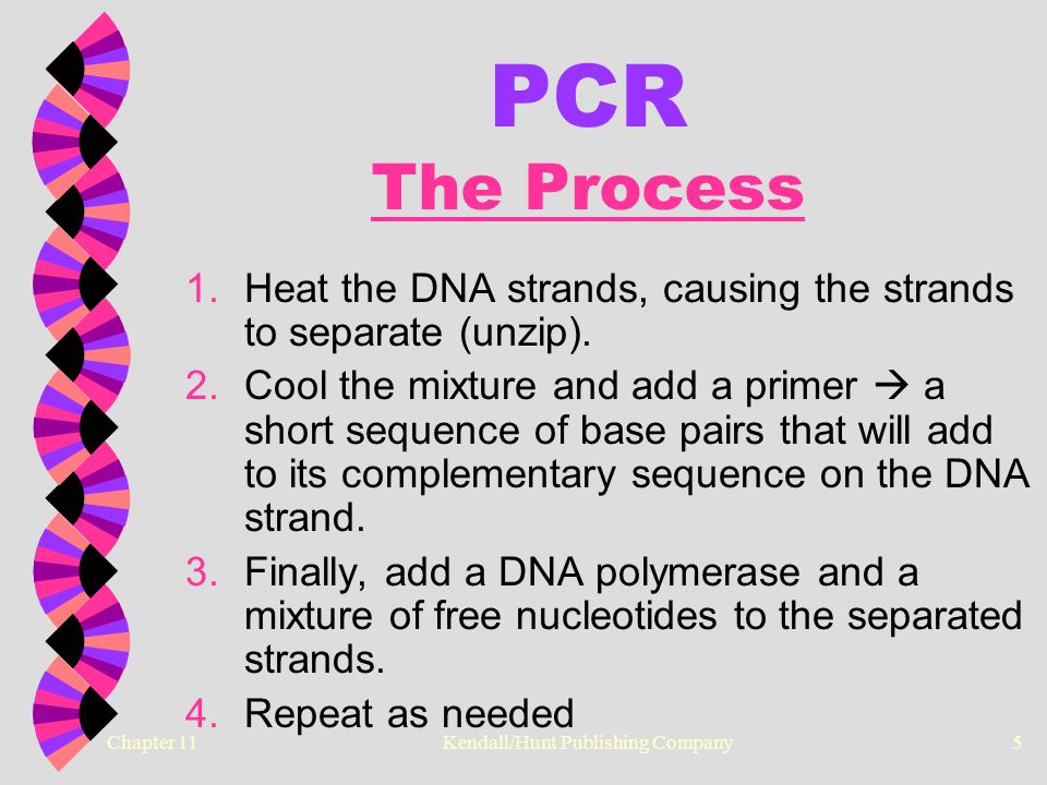 Chapter 11 Kendall/Hunt Publishing Company5 PCR The Process The Process 1.Heat the DNA strands, causing the strands to separate (unzip).