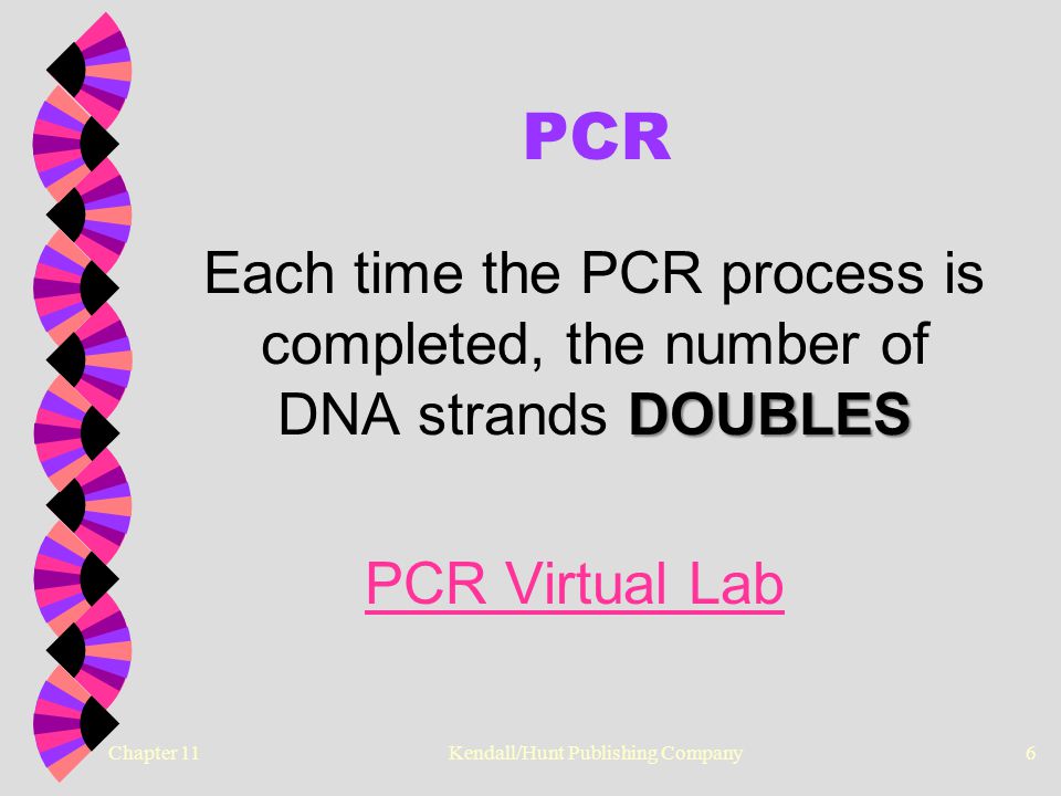 Chapter 11 Kendall/Hunt Publishing Company6 PCR DOUBLES Each time the PCR process is completed, the number of DNA strands DOUBLES PCR Virtual Lab
