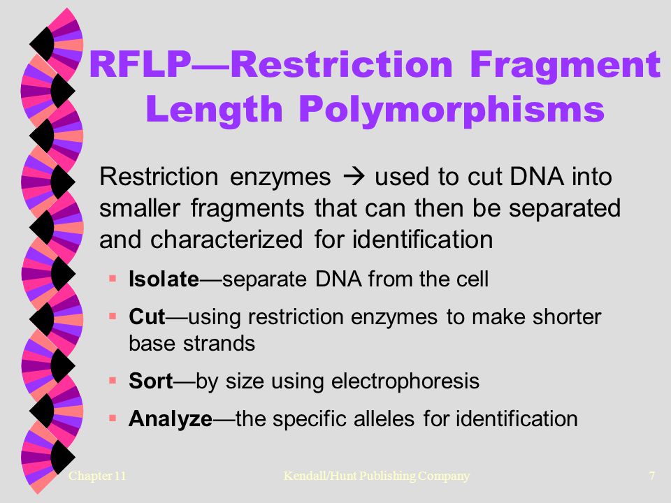 Chapter 11 Kendall/Hunt Publishing Company7 RFLP—Restriction Fragment Length Polymorphisms Restriction enzymes  used to cut DNA into smaller fragments that can then be separated and characterized for identification  Isolate—separate DNA from the cell  Cut—using restriction enzymes to make shorter base strands  Sort—by size using electrophoresis  Analyze—the specific alleles for identification