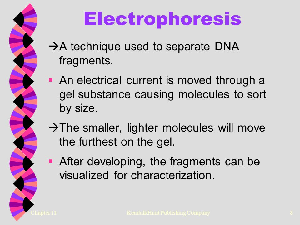 Chapter 11 Kendall/Hunt Publishing Company8 Electrophoresis  A technique used to separate DNA fragments.