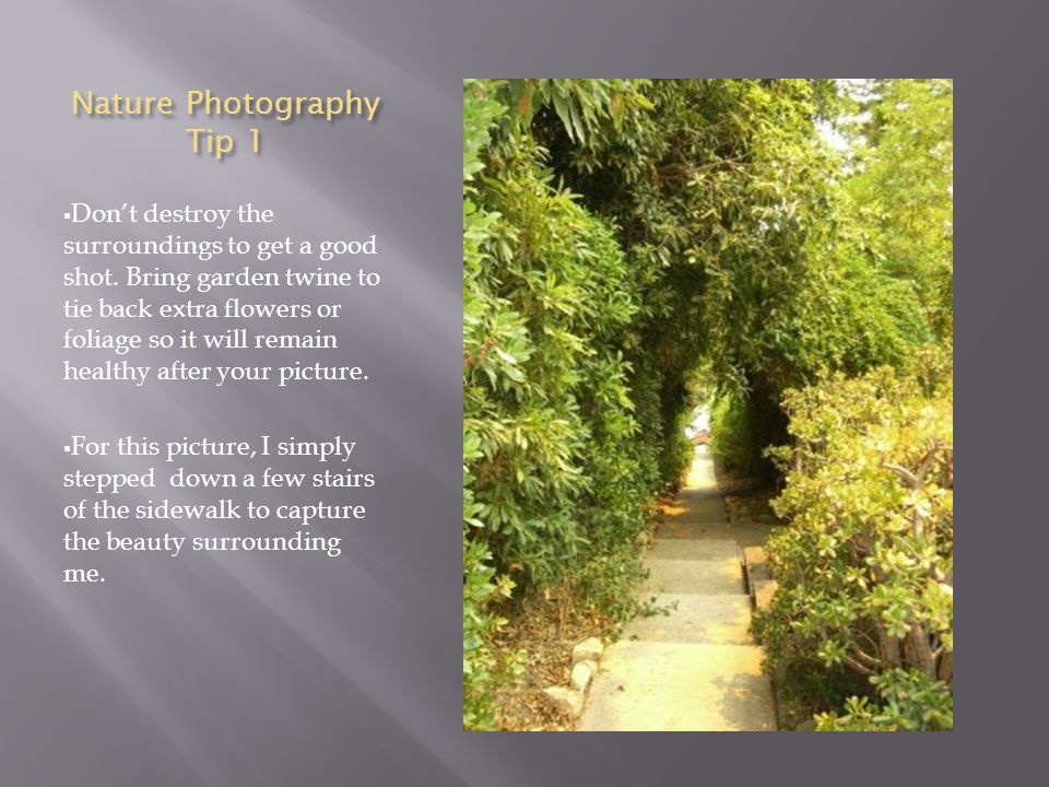Nature Photography Tip 1  Don’t destroy the surroundings to get a good shot.