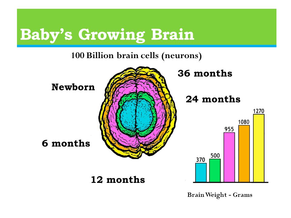 Baby’s Growing Brain Newborn 36 months 24 months 12 months 6 months 100 Billion brain cells (neurons) Brain Weight - Grams