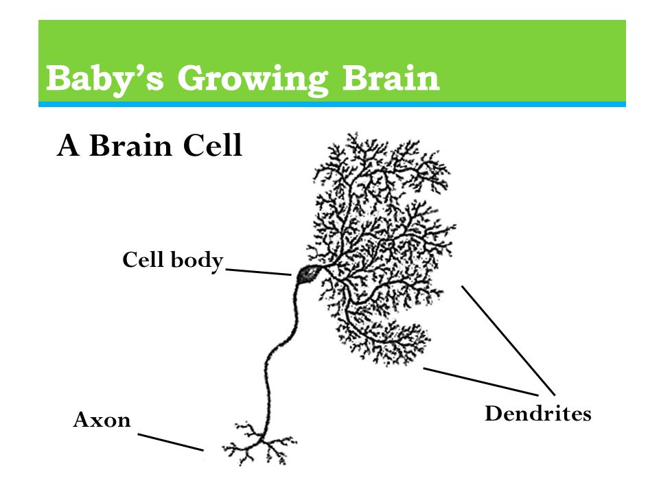 Baby’s Growing Brain A Brain Cell Dendrites Axon Cell body