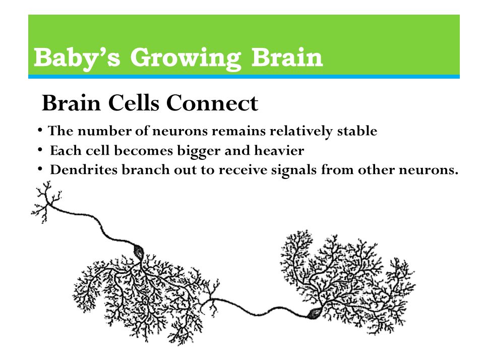 Baby’s Growing Brain Brain Cells Connect The number of neurons remains relatively stable Each cell becomes bigger and heavier Dendrites branch out to receive signals from other neurons.