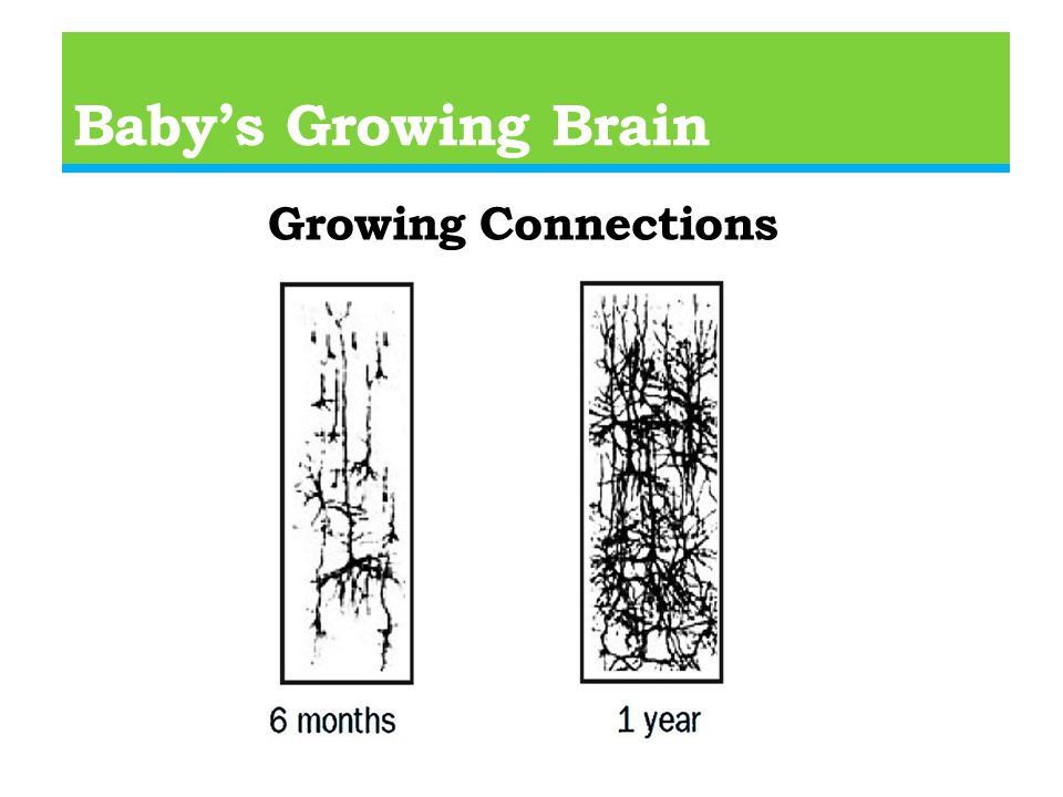 Baby’s Growing Brain Growing Connections