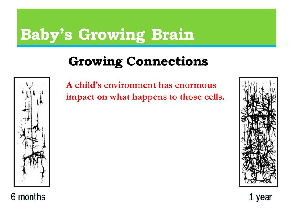 Baby’s Growing Brain Growing Connections A child’s environment has enormous impact on what happens to those cells.