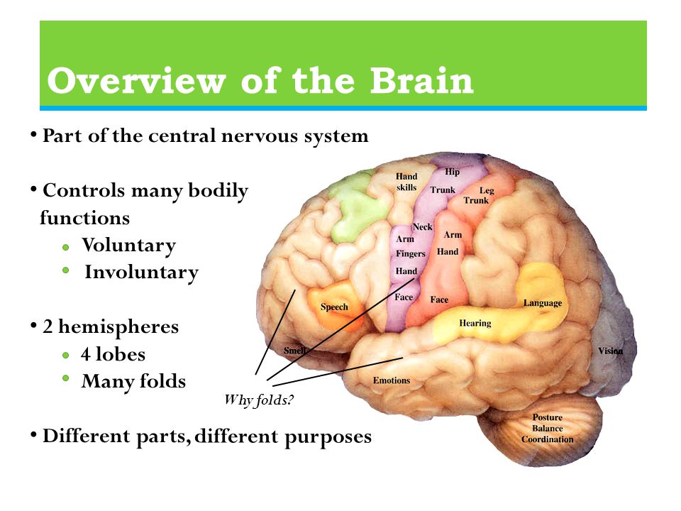 Overview of the Brain Part of the central nervous system Controls many bodily functions Voluntary Involuntary 2 hemispheres 4 lobes Many folds Different parts, different purposes Why folds