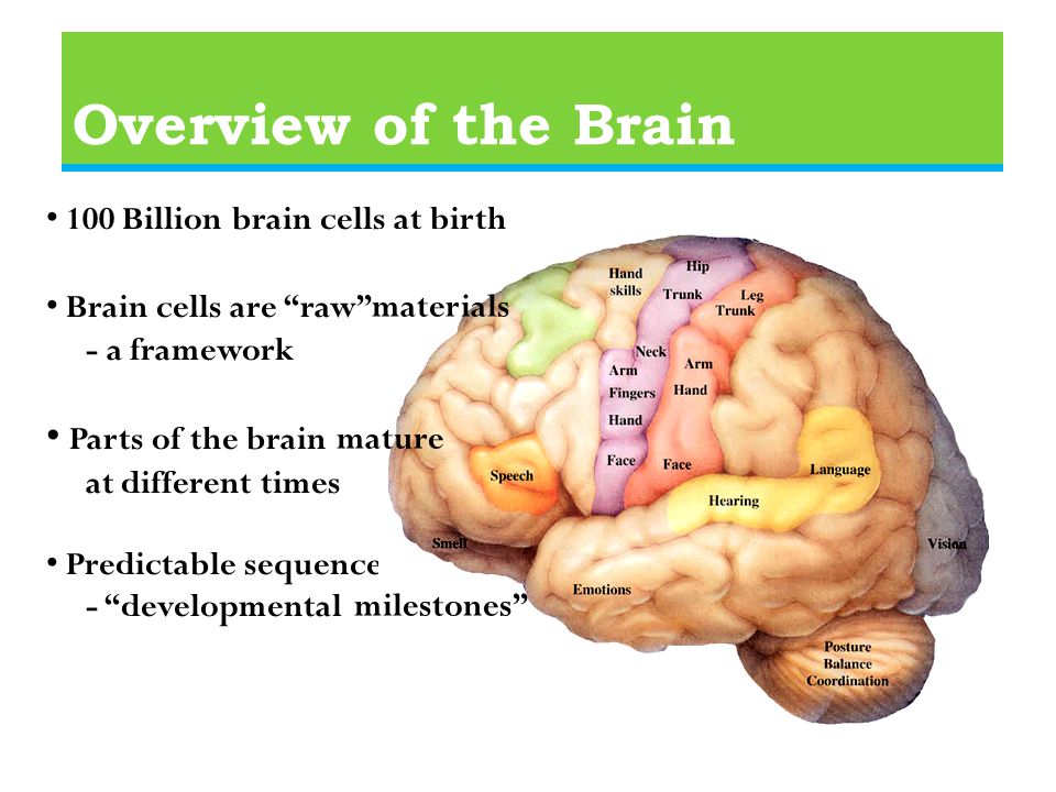 Overview of the Brain 100 Billion brain cells at birth Brain cells are raw materials —a - a framework Parts of the brain at different times Predictable sequence, - developmental materials mature milestones