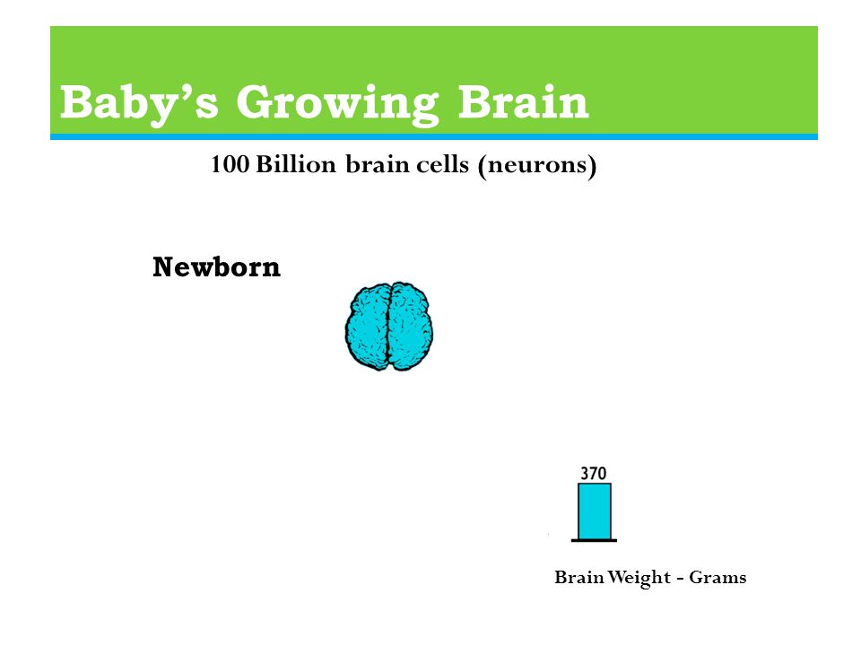 Baby’s Growing Brain Newborn 100 Billion brain cells (neurons) Brain Weight - Grams