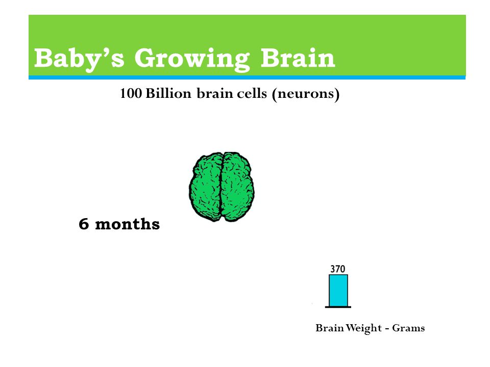 Baby’s Growing Brain 6 months 100 Billion brain cells (neurons) Brain Weight - Grams