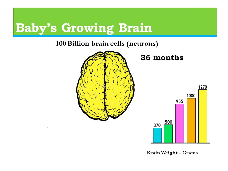 Baby’s Growing Brain 36 months 100 Billion brain cells (neurons) Brain Weight - Grams