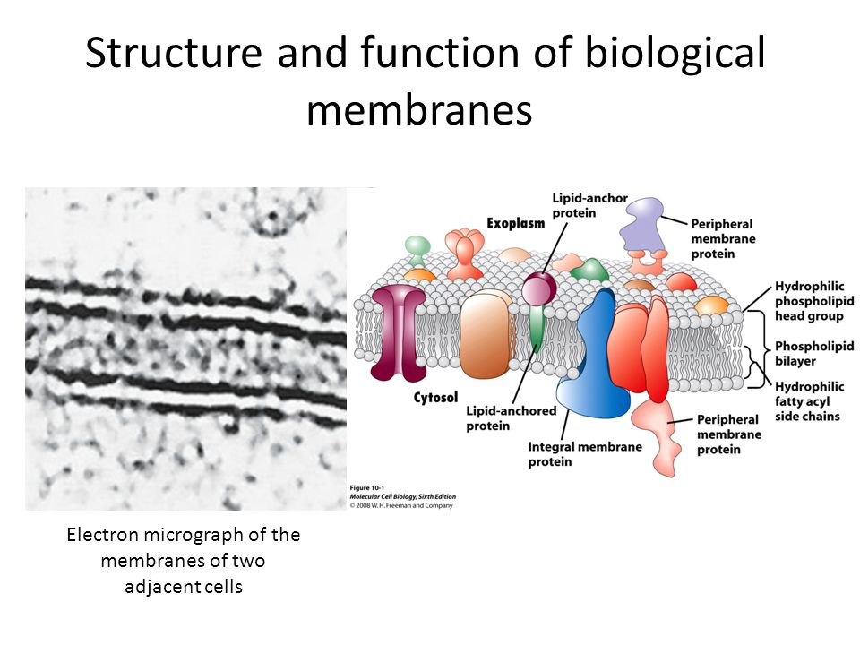 biological membrane integrity biological membrane integrity